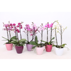 Phal. Multiflora 2-tak mix in div kleuren Sofia keramiek