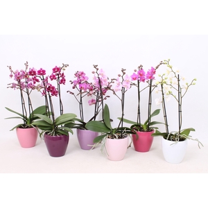 Phal. Multiflora 2-tak mix in div kleuren Sofia keramiek