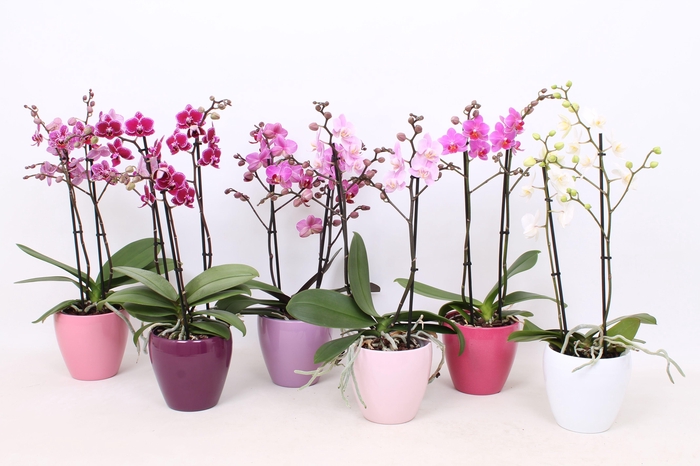 <h4>Phal. Multiflora 2-tak mix in div kleuren Sofia keramiek</h4>
