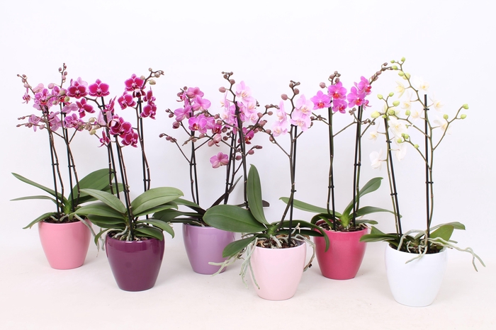<h4>Phal. Multiflora 2-tak mix in div kleuren Sofia keramiek</h4>