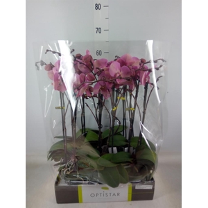 Phalaenopsis   ...rose