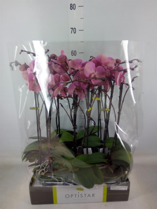 <h4>Phalaenopsis   ...rose</h4>