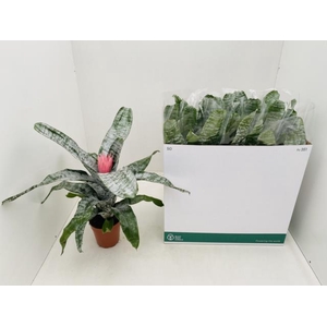 Aechmea Fasciata Primera In Bowl Pot