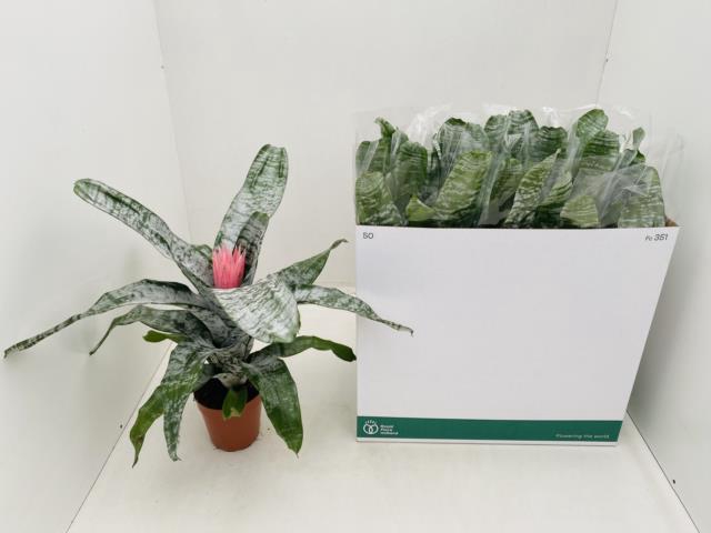 Aechmea Fasciata Primera In Bowl Pot