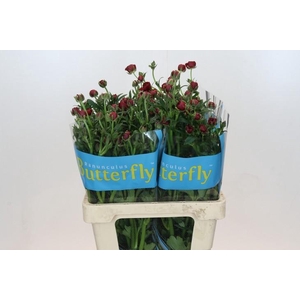 Ranunculus Butterfly Hades