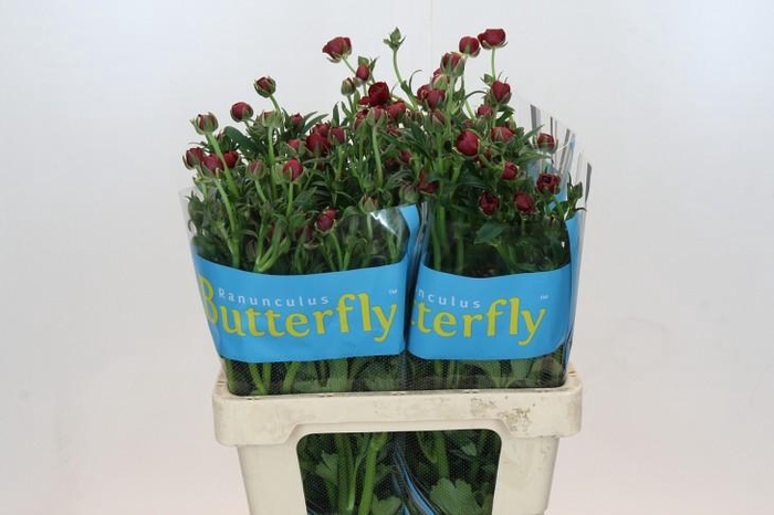 <h4>Ranunculus Butterfly Hades</h4>