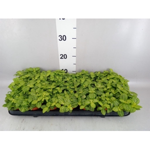 Fittonia  'Mosaic Lemon'