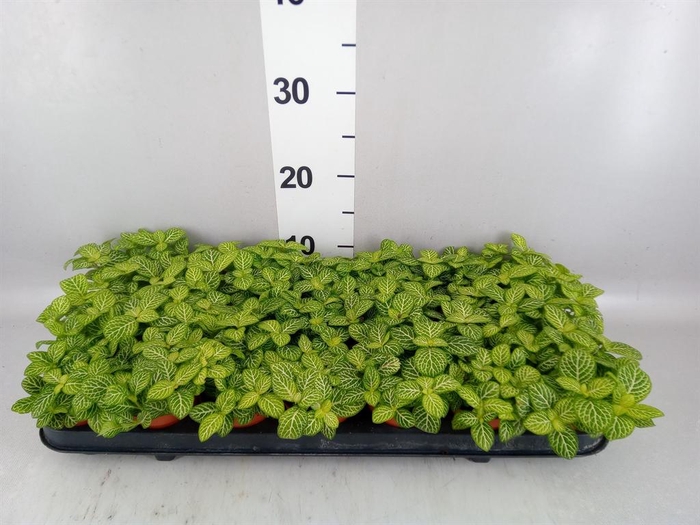 <h4>Fittonia  'Mosaic Lemon'</h4>