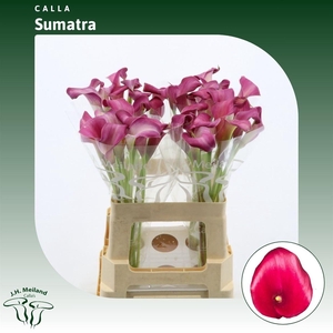 Calla Sumatra