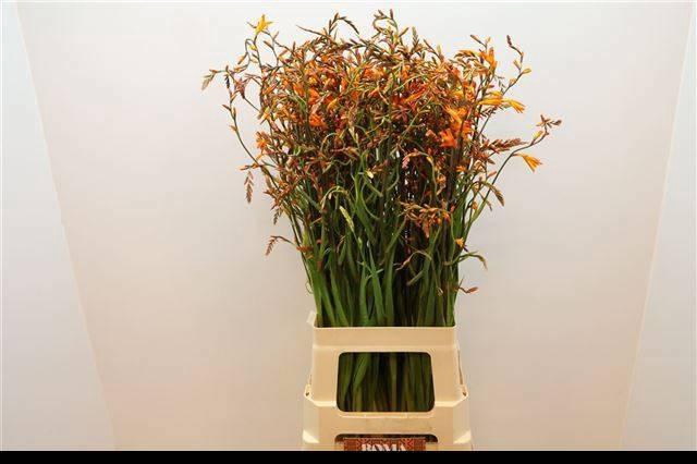 <h4>CROCOS LUCIFER</h4>