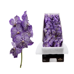 Vanda Sunanda Royal Purple X8