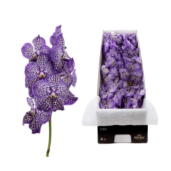 <h4>Vanda Sunanda Royal Purple X8</h4>