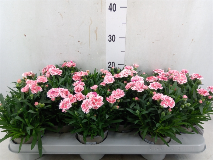 <h4>Dianthus  'Oscar White And Red'</h4>