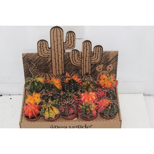CACTUS GYMNOCALYCIUM MIHANOVICHII P06