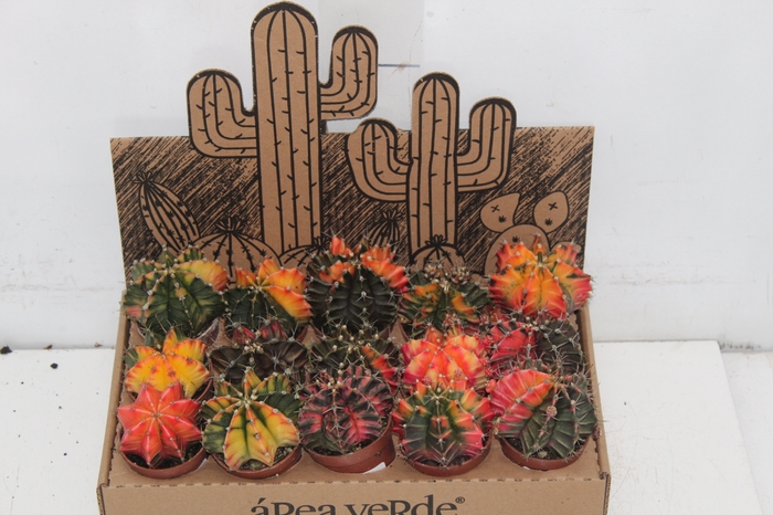 CACTUS GYMNOCALYCIUM MIHANOVICHII P06