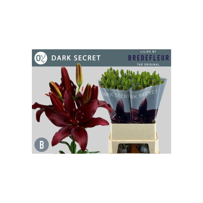 <h4>Li As Dark Secret</h4>