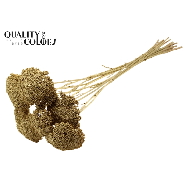 <h4>Achillea per stem 'unselected' Gold</h4>