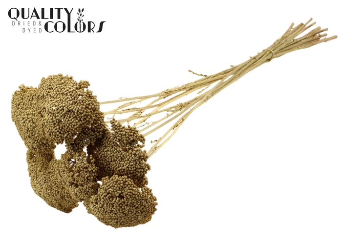 Achillea 2-4cm per stem Gold