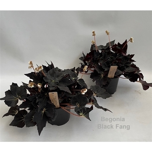 Begonia Black Fang 14cm