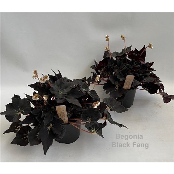 <h4>Begonia Black Fang 14cm</h4>