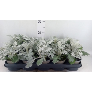 Jacobaea maritima