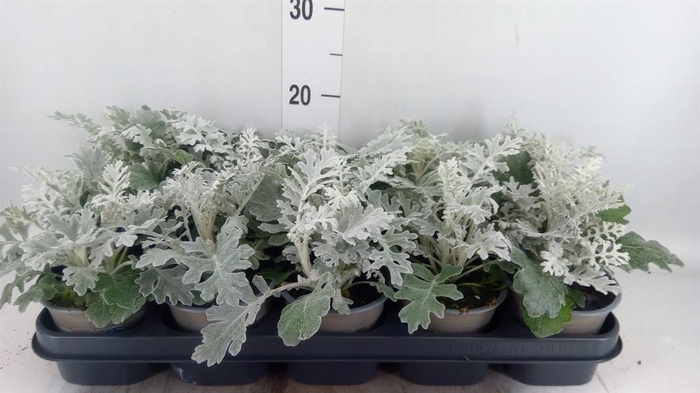 <h4>Jacobaea maritima</h4>