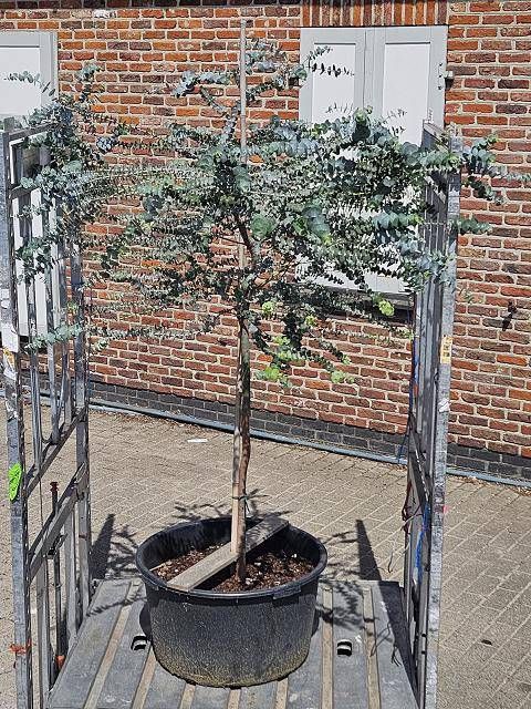<h4>EUCAL PULVERULENTA</h4>