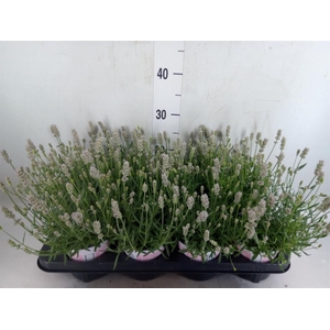 Lavandula angus. 'Rosea'