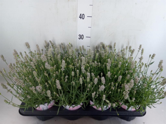 <h4>Lavandula angus. 'Rosea'</h4>