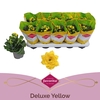 Kalanchoe Perfecta Yellow