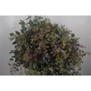 Euc Populus Berry Per Bunch 400 Gram S U P E R