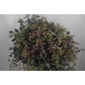 Euc Populus Berry Per Bunch 400 Gram S U P E R