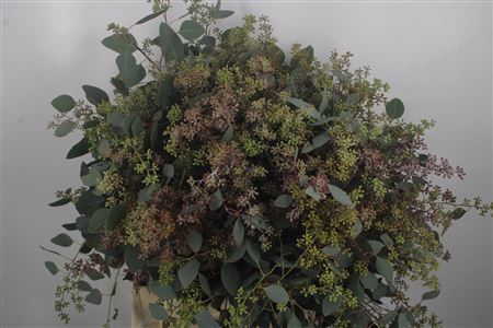 <h4>Euc Populus Berry Per Bunch 400 Gram S U P E R</h4>