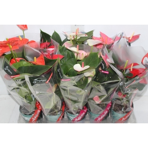 ANTHURIUM VARIADO P12