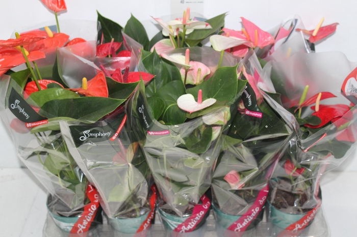 <h4>ANTHURIUM VARIADO P12</h4>