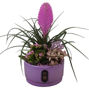 PTIB5103 Arrangement Indoor in keramiek schaal