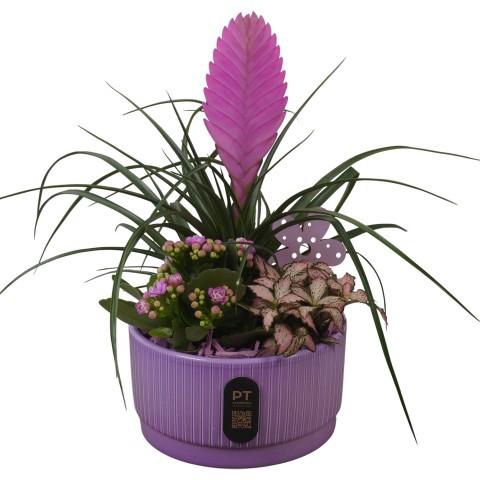 <h4>PTIB5103 Arrangement Indoor in keramiek schaal</h4>