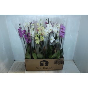 PHALAENOPSIS P12 3 HT