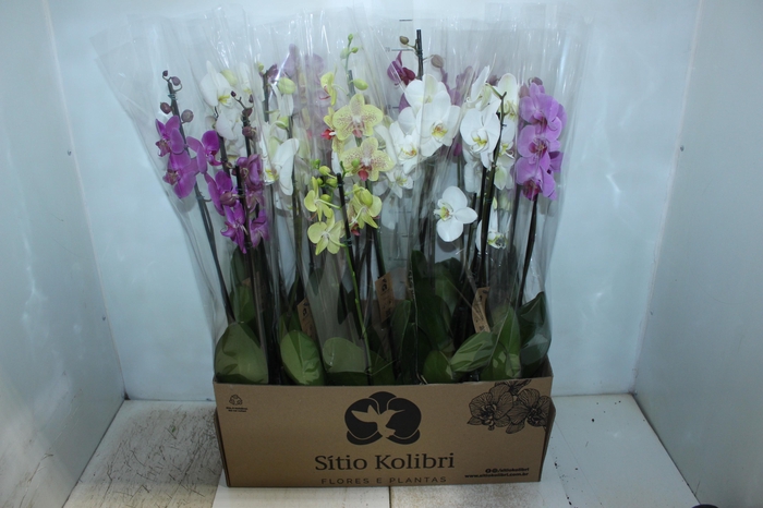 <h4>PHALAENOPSIS P12 3 HT</h4>
