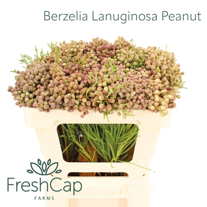 <h4>Berzelia Lanuginosa Peanut</h4>