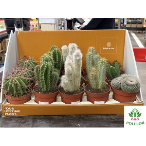 Cactus mix 10,5Ø 32cm