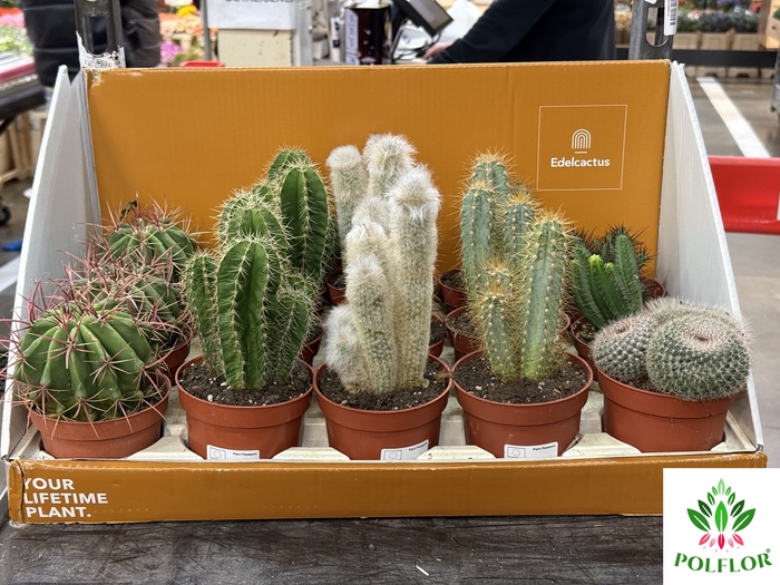 Cactus mix 10,5Ø 32cm