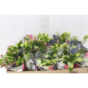 FLOR DE MAIO P11