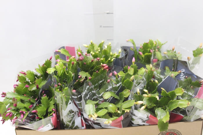 <h4>FLOR DE MAIO P11</h4>