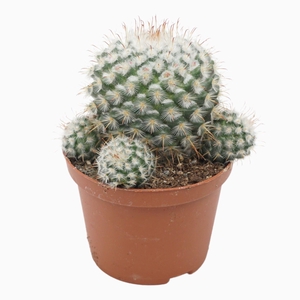 Mammillaria Bombycina