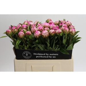 Paeonia Dr Alexander Fleming