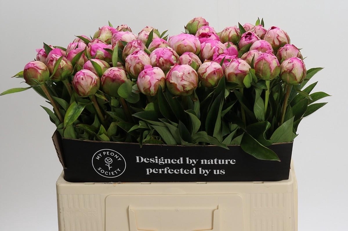 <h4>Paeonia Dr Alexander Fleming</h4>