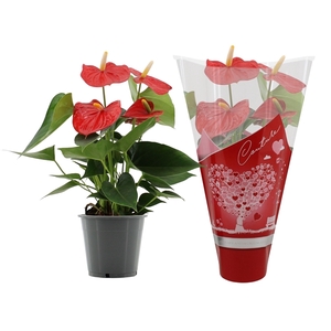 Anthurium Esudo in Couture sleeve