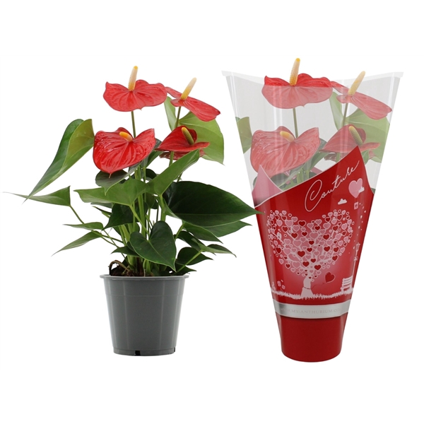 <h4>Anthurium Esudo in Couture sleeve</h4>