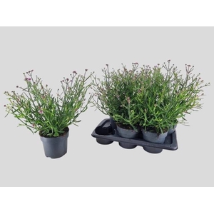 VERBE BONARIENSIS